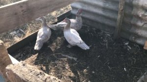 Перевёл Мускусных уток в уличный загон / Индоутки несутся исправно / Загон для Индоуток