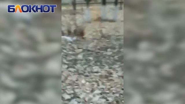 Лису заметили рядом со школой №8 в Волгодонске смотреть онлайн