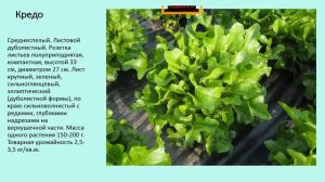 «Гавриш» представляет: Сорта салата