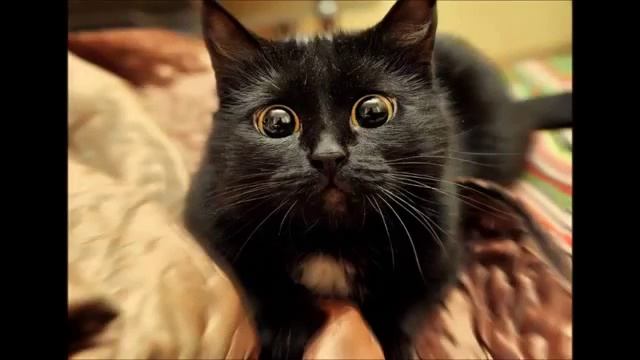 ОЧИ ЧЁРНЫЕ Денис Блинов Якобстад & УРА Алексеевы Король и Любимица Красавица Умница 360p' смотреть онлайн