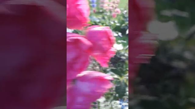 РОЗА ??? MARIA RENAISSANCE.. смотреть онлайн