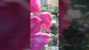 РОЗА ??? MARIA RENAISSANCE..