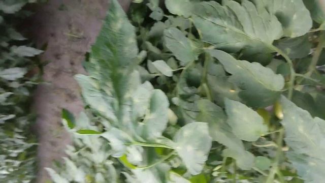 Томат Колибри - Кладоспариоз, Бурая пятнистость. смотреть онлайн