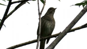 Соловей поет, Nightingale sings