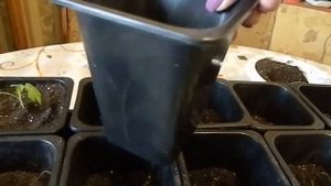 СЕЗОН 2020 ПИКИРОВКА ТОМАТОВ БЕЗ ОШИБОК что такое пикировка,зачем нужно пикировать и как правильно