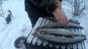 Копчение щуки и окуня | копчение рыбы