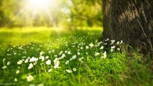Музыка для флейты Господа Кришны Лучшая музыка для флейты для медитации.mp4