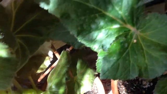 Шотландские бегонии смотреть онлайн