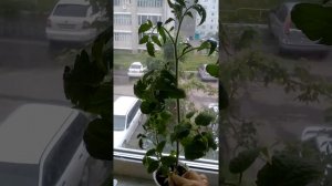 Томаты. Как укоренить томат на подоконнике.