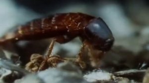 Эти загадочные животные BBC Weird Nature 5 Puzzling Partners