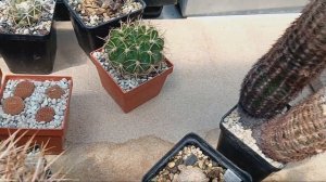 Укоренение кактуса.Снятие с подвоя.Пересадка разных кактусов.Цветение колючек.Акантокалициумы.