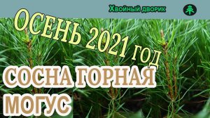 Сеянцы сосны горной Могус Обзор интернет-магазина питомника "Хвойный дворик"