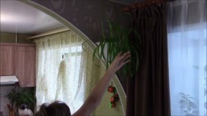 Мои комнатные цветы. Обзор моих цветов.