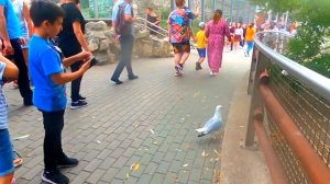 Как спасали чайку в московском зоопарке How they rescued a seagull at the Moscow zoo ziminvideo