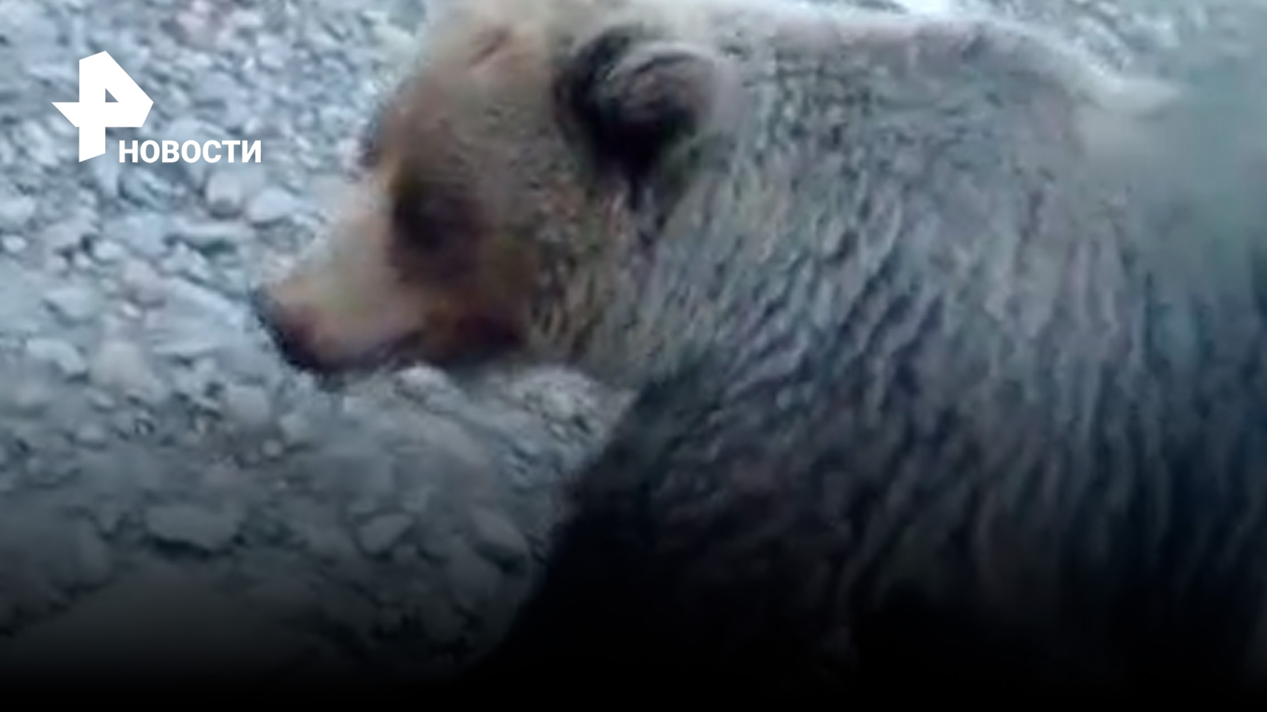 Бесстрашные собаки отбили щенят у медведицы в вахтовом поселке в Якутии / РЕН Новости