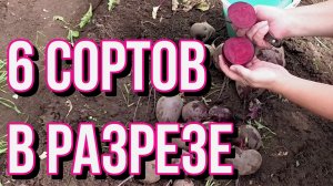 Свёкла по сортам. Урожай 2022.