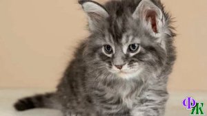 - А говорили – не выживет! - Котенок родился с патологиями и его хотели усыпить, чтобы не мучился…