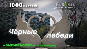 Черные лебеди Зеленограда. Выпуск на пруд «Быково болото»