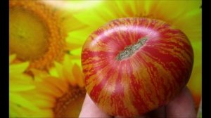 Томаты гномы. Характеристики и фото плодов и рассады.