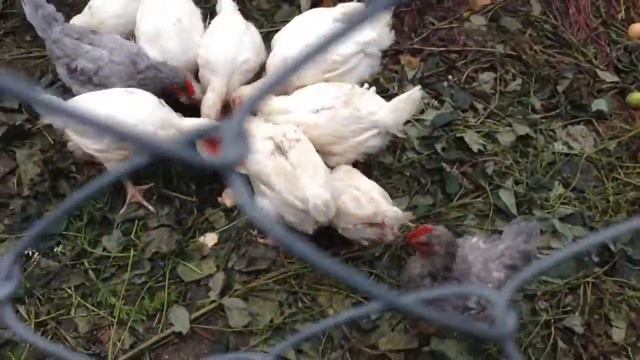 Что будет если дать цыплятам пол арбуза! смотреть онлайн