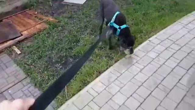 Кане Корсо Дед смотреть онлайн