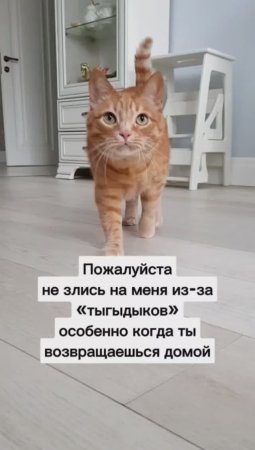 Мы для котиков-вся жизнь! #животные #котики #любовь