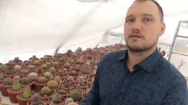 Питомник кактусов. 8-988-555-55-70 комнатные растения оптом в розницу. Суккуленты, Литопсы, красота