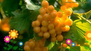 Калина обыкновенная Ксантокарпум. Краткий обзор, описание viburnum opulus xanthocarpum Xanthocarpum