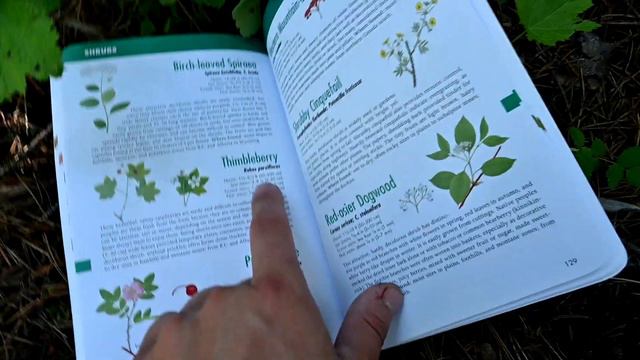 Thimbleberry, Foraging Wild Edibles смотреть онлайн