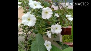 Petunia plant care/ பெட்டூனியா வளர்ப்பு