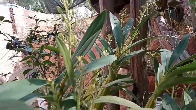 Orquídeas Dendrobium Thyrsiflorum смотреть онлайн