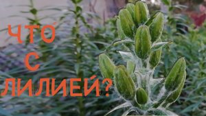 ЧТО С ЛИЛИЯМИ? ЛИЛИИ В ПАУТИНЕ. ОПУШЕННОСТЬ, ПУХ НА ЛИЛИИ.