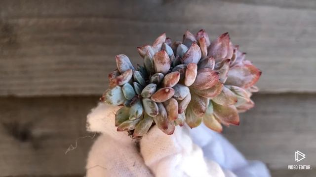 Echeveria Elegans Potosina crested смотреть онлайн