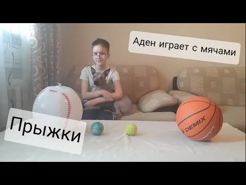 Играющая собака / Животные