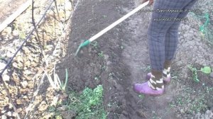 В горячую грядку БЕЗ навоза,сажаю огурдыню.mp4