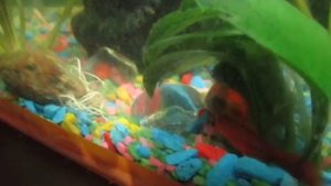 Как продезенфицировать, почистить грунт в аквариуме.