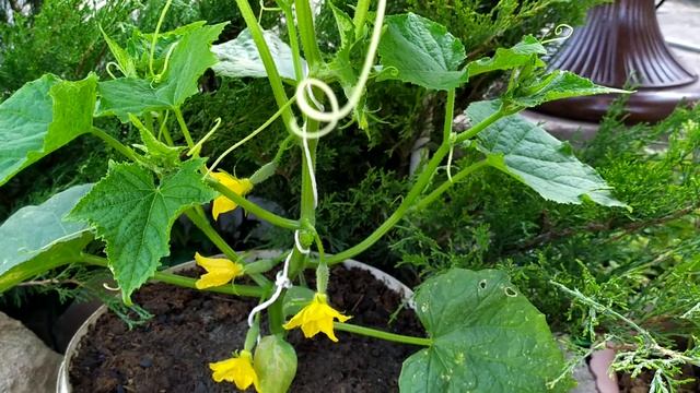 Огурцы Маша f1. Высокоурожайный и самоопыляемый гибрид без горечи!!! смотреть онлайн