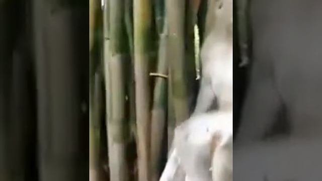 ??