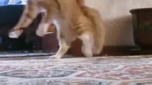Кот встал и пошёл на задних лапах