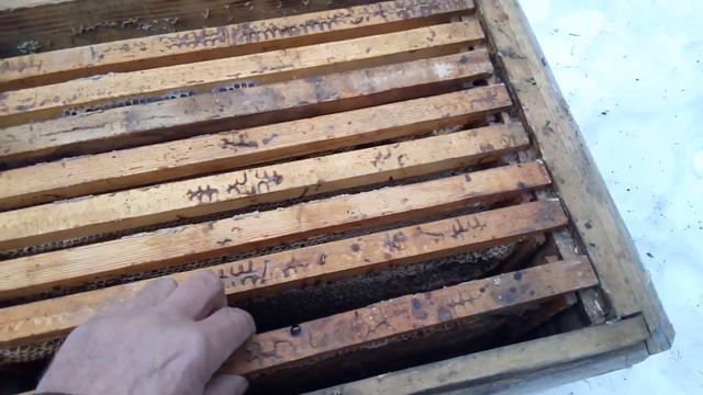 Осыпь пчелы смотреть онлайн