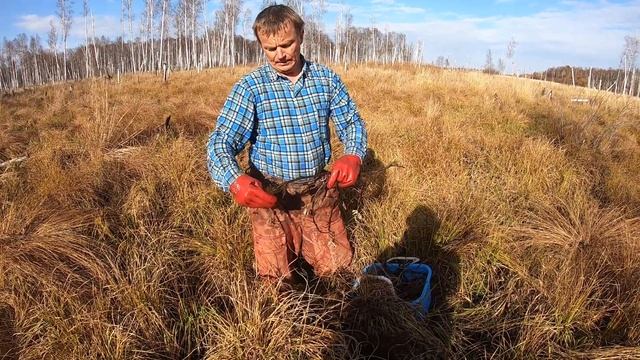 Сабельник болотный сбор корней.. смотреть онлайн