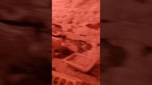 Куры Мини мясные (белые)!!!