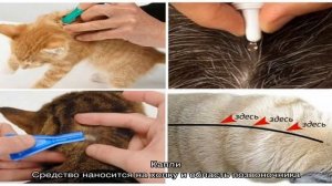Как избавить кошку и котят от блох