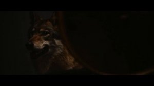 Wardruna - Grá (Official music video)