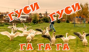 Гуси гуси га га га.? Как мы гусей кормили.  Ярославль. Некрасовская дача.
