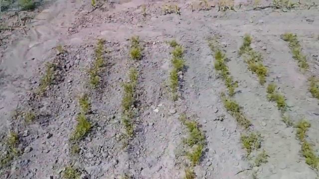 ОСТАЛАСЬ ОДНА БЕЗ МУЖА // ЖИВУ НА ОГОРОДЕ // У НАС ЗАСУХА // ЖИЗНЬ В ДЕРЕВНЕ смотреть онлайн