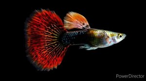 Одни из самых красивых пресноводных аквариумных рыбок!!!