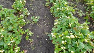 Устойчивость сортов клубники к заболеваниям