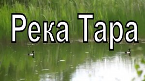 Река Тара. Пение птиц, утки. Село Кыштовка Новосибирская область.  Природа Новосибирской области.