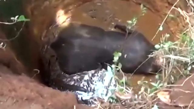 Слониха Отчаянно Копала Землю. Поняв Причину Люди были Шокированы! смотреть онлайн